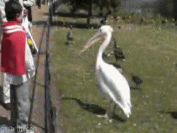 1260443600_pelican_swallows_pigeon.gif