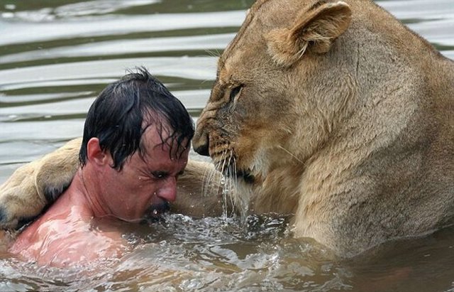 lion_swim02.jpg