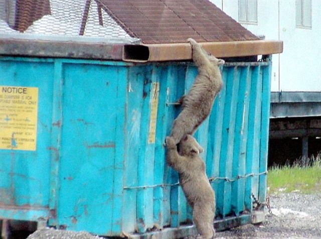 bears1.jpg