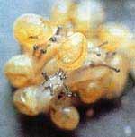 caracoles-huevos.jpg