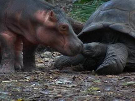 tortu05.jpg