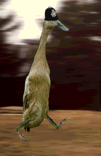 fuzzyduck.gif
