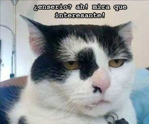 gato_seriocopia.jpg