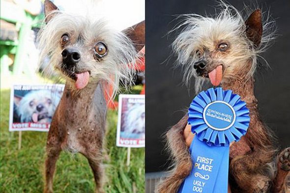 ugliest-dog-in-the-world-17.jpg