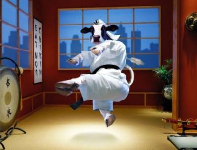 20080821064340-vaca-karateka.jpg
