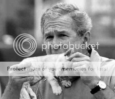 bush_gatito.jpg