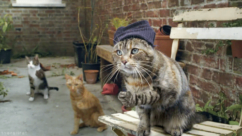 tumblr_luf6y5cW3C1r4s9nlo1_500.gif