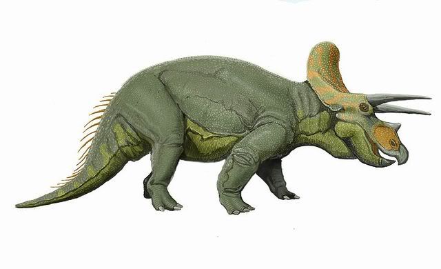 800px-Triceratops_liveDB.jpg