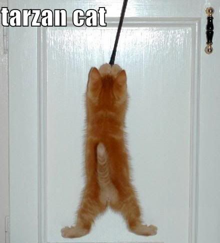 funny-pictures-tarzan-cat.jpg