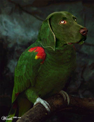 animals091.jpg