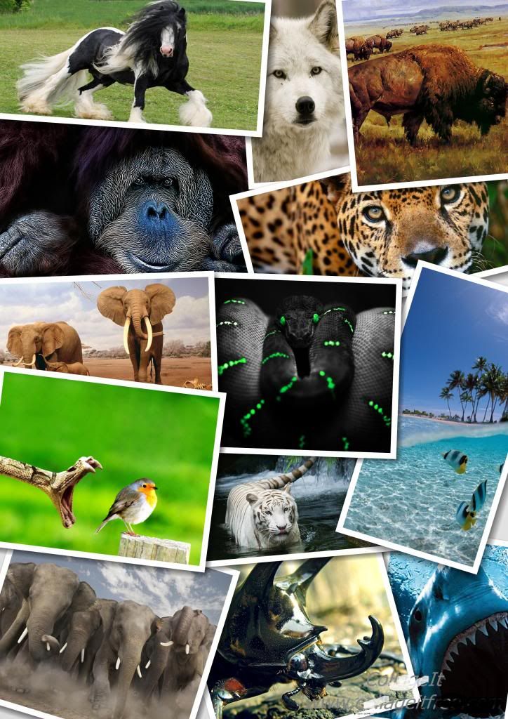 COLLAGEANIMALS_zpsfee365aa.jpg
