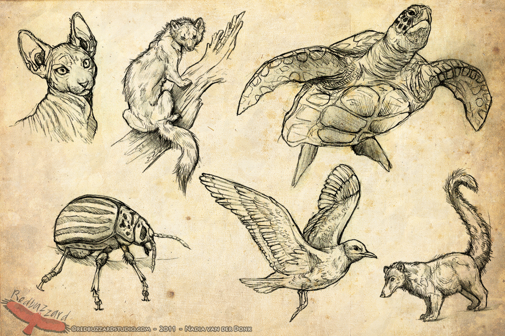 animal_sketches_by_esava-d4i1qle.jpg