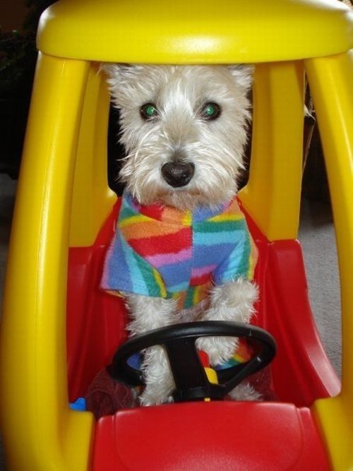 dog-costumes-03.jpg