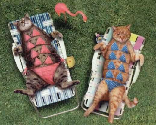 bronzette-de-chattes.jpg