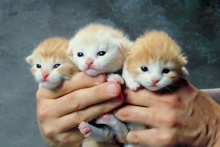 gatitos1.jpg