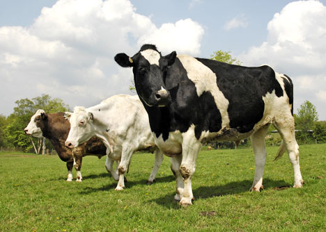 bigcowBNS_468x334.jpg