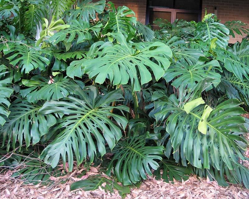 Monstera-Deliciosa.jpg
