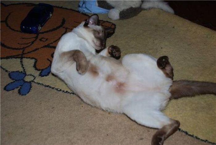 cats_14.jpg