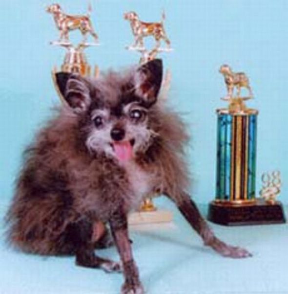 ugliest-dog-in-the-world-06.jpg