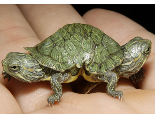 turtle_070926_ssh.jpg