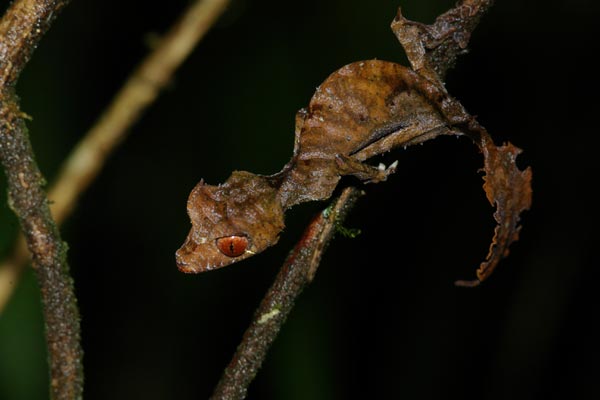 07042879PD_gecko.jpg