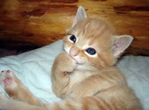 gatito4.jpg