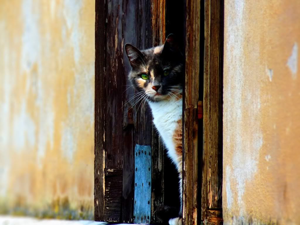 veneziancat.jpg