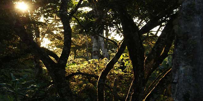 selva.jpg