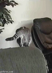 1236956630_cat_jump_fail.gif