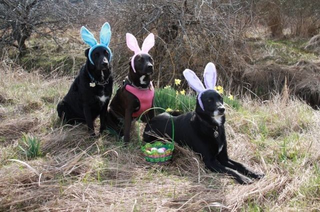 dog-costumes-17.jpg
