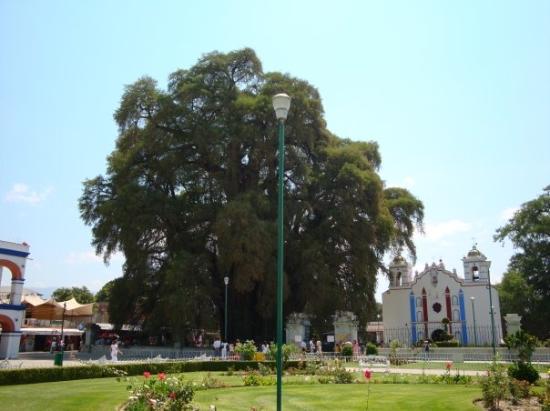 el-arbol-del-tule-sin.jpg
