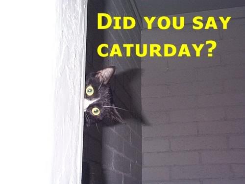 did-you-say-caturday.jpg