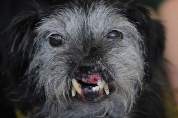 ugliest-dog-in-the-world-04.jpg