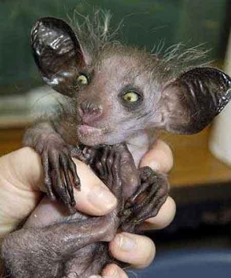 ComicalAnimals-0533.jpg