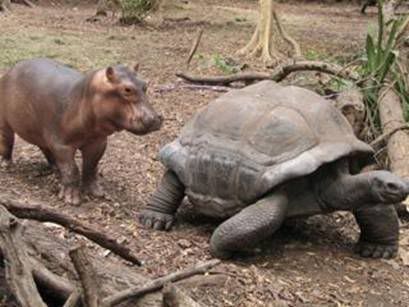 tortu02.jpg