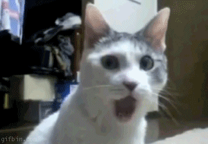 omg_cat.gif