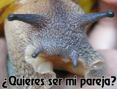 caracol-pareja.JPG