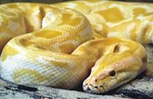 serpiente-albina-piton.jpg