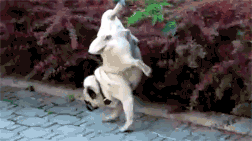 tumblr_m14p6urkK01rom98zo1_500.gif