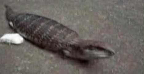tsuchinoko_4.jpg