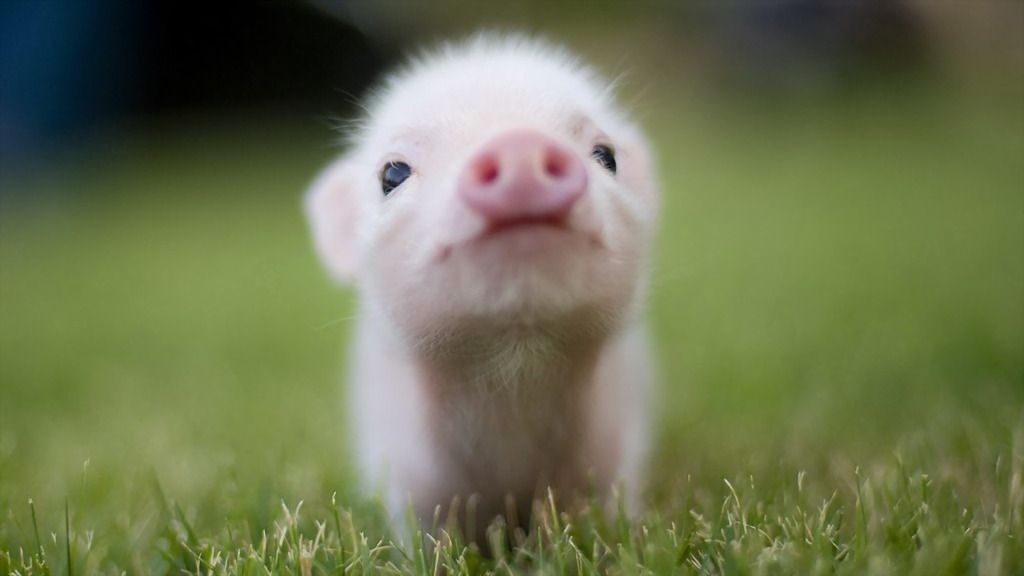 ComicalAnimals-0834.jpg