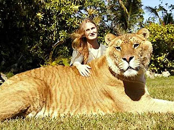 liger.jpg