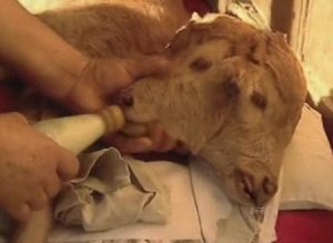s-TWOHEADED-COW-CALF-large300.jpg