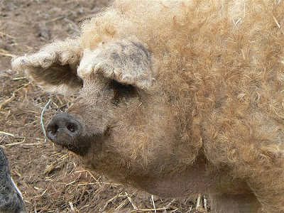 Mangalica.jpg