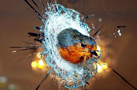 Animals-21.jpg