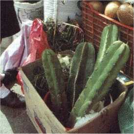 i-sanpedro1.jpg
