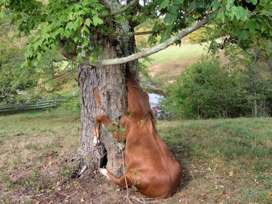 Animals-19.jpg