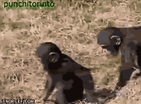 iehSoI.gif