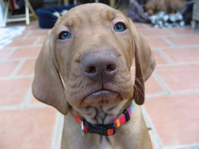 wtf_dog.jpg