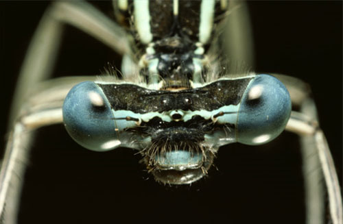blue-eyed-dragonfly.jpg